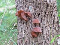 Auricularia auricula-judae image