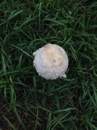 Chlorophyllum molybdites image