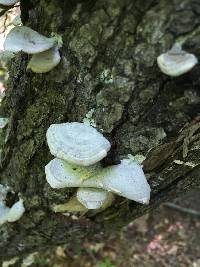 Trametes versicolor image