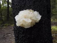 Tremella fuciformis image