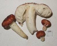 Russula kermesina image