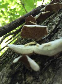 Trametes versicolor image