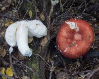 Russula kermesina image