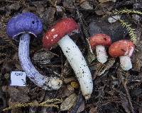 Russula kermesina image