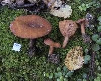 Lactarius umerensis image