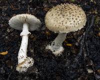 Amanita australis image