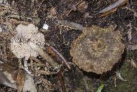 Entoloma translucidum image