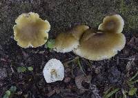 Tricholoma viridiolivaceum image