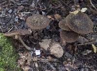 Entoloma translucidum image