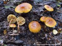 Gymnopilus austropicreus image