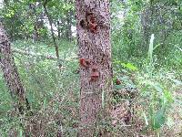 Auricularia auricula-judae image