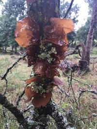 Auricularia auricula-judae image