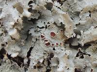 Lobaria quercizans image