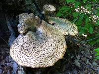 Polyporus squamosus image