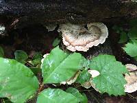 Trametes versicolor image