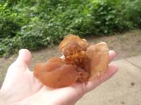 Auricularia auricula-judae image