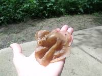 Auricularia auricula-judae image