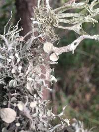 Ramalina leptocarpha image