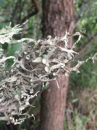 Ramalina leptocarpha image