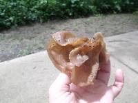 Auricularia auricula-judae image