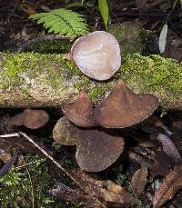 Auricularia cornea image