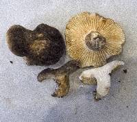 Lactarius sepiaceus image