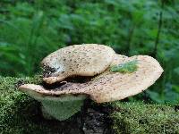 Polyporus squamosus image