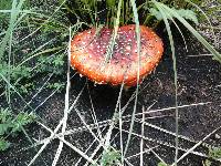 Amanita muscaria image