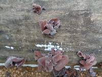 Image of Auricularia americana