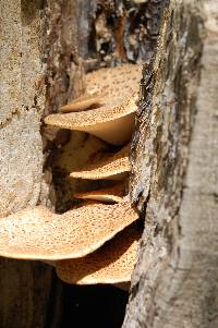 Polyporus squamosus image