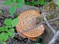 Polyporus squamosus image