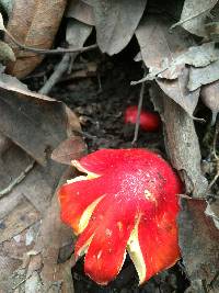 Hygrocybe punicea image