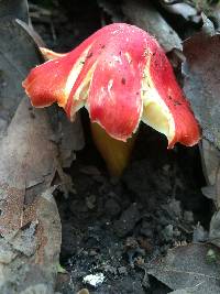 Hygrocybe punicea image