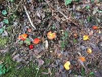 Hygrocybe punicea image