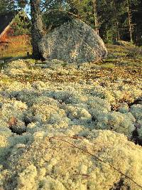 Cladonia stellaris image