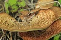 Polyporus squamosus image