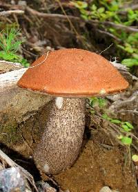 Leccinum aurantiacum image