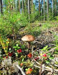 Leccinum scabrum image