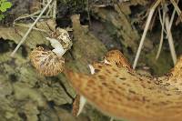 Polyporus squamosus image