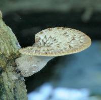 Polyporus squamosus image