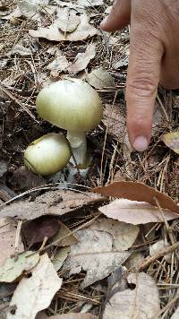 Amanita phalloides image