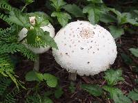 Chlorophyllum molybdites image