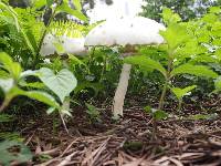 Chlorophyllum molybdites image