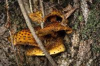 Pholiota aurivella image