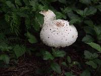 Chlorophyllum molybdites image