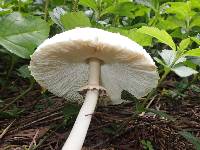 Chlorophyllum molybdites image