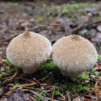 Lycoperdon perlatum image