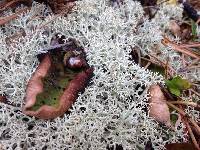 Cladonia rangiferina image