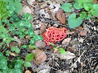 Clathrus ruber image