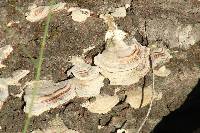 Trametes versicolor image